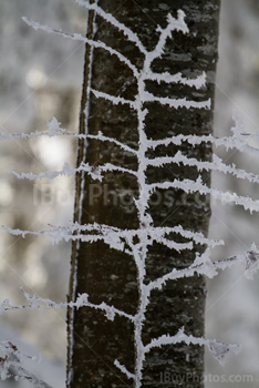 Photo: Forêt Hiver 020