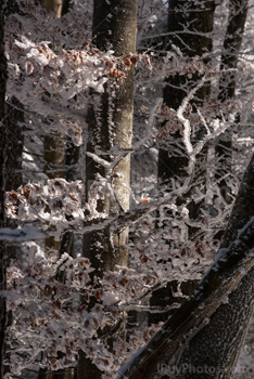 Photo: Winter Forest 021