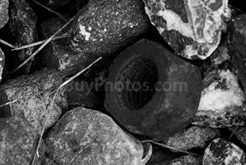 Bold in rocks and gravels in black and white picture