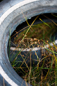 Tire close-up on grass