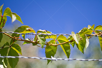 Green leaves vine around barbed wire on fence