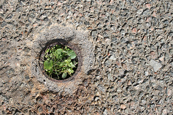 Green leaves plant growing among concrete