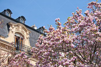 French house with old window and balcony, magnolia flowers