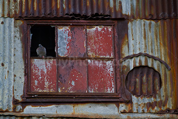 Sealed up window, rusty corrugated iron and pigeon