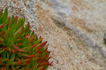 Photo: Algae 001