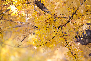 Photo: Automne 005