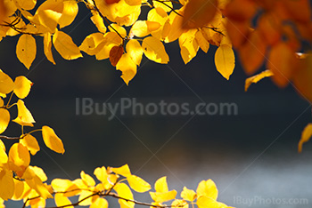 Photo: Autumn 018