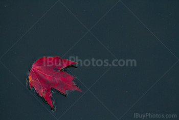 Photo: Automne 025