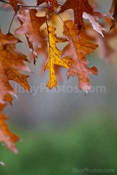 Photo: Autumn 028