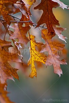 Photo: Autumn 029