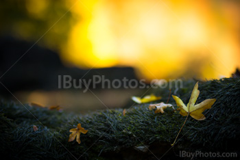 Photo: Autumn Leaves 001