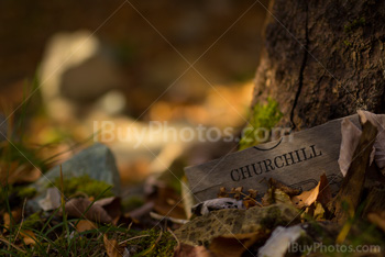 Photo: Autumn Leaves 003