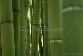 Photo: Bamboo 004
