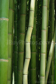 Photo: Bamboo 011