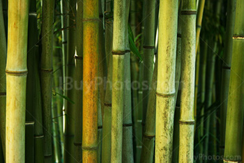Photo: Bamboo 013