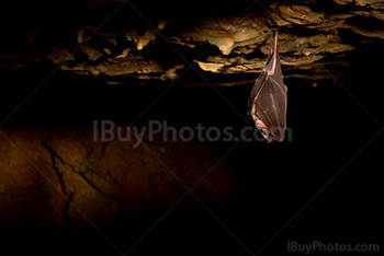 Photo: Chauve Souris Grotte 002