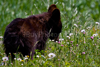Photo: Bear 001