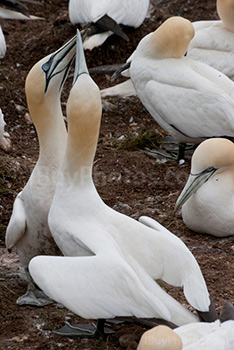Photo: Oiseau 010