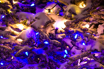 Photo: Christmas Tree 001