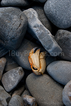 Photo: Crab 001
