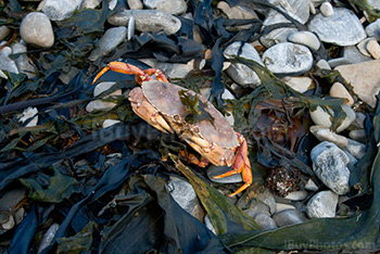 Photo: Crab 004