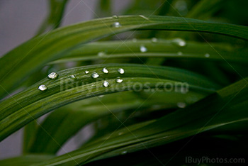Photo: Goutte 002