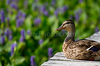 Photo: Duck 002