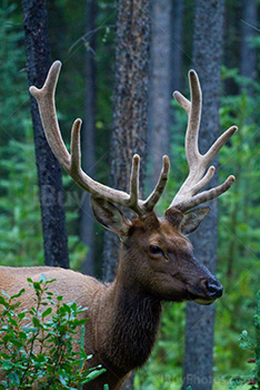 Photo: Cerf Wapiti 003