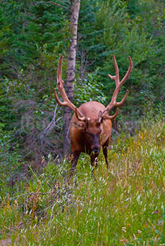 Photo: Elk 004