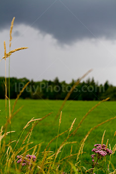 Photo: Field 002
