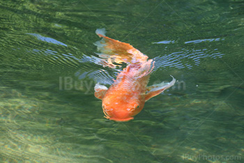 Photo: Fish 002