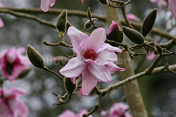 Photo: Flowers 024