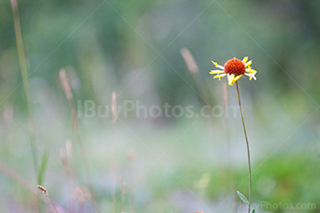 Photo: Flowers 037