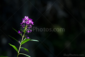 Photo: Flowers 042
