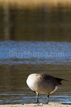 Photo: Goose 002
