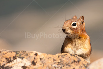 Photo: Ecureuil Terrestre 005