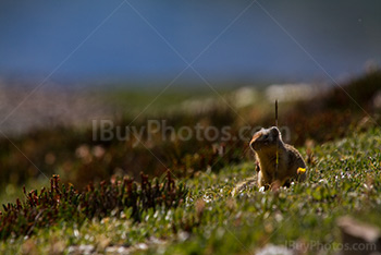 Photo: Ecureuil Terrestre 010