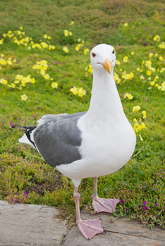 Photo: Gull 001