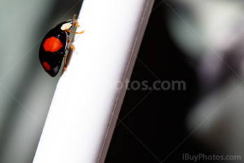 Photo: Coccinelle 003