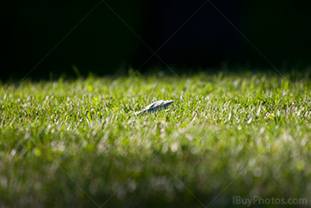 Photo: Feuilles 002