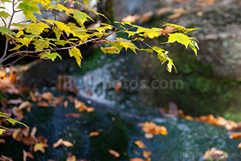 Photo: Feuilles 011