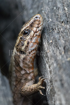 Photo: Lizard 002