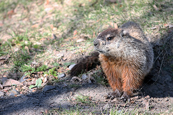 Photo: Marmotte 001