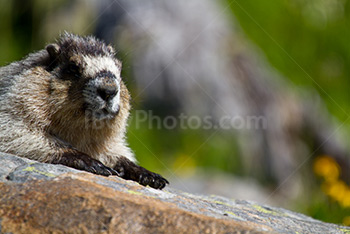 Photo: Marmotte 004