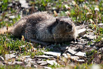 Photo: Marmotte 005