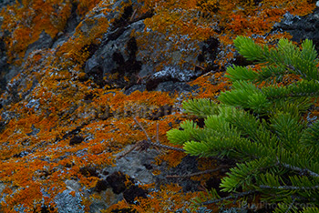Photo: Mousse Herbe 002
