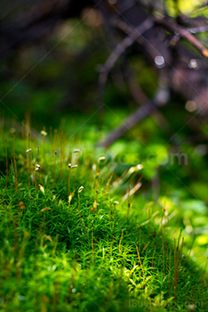 Photo: Mousse Herbe 008
