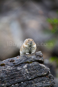 Photo: Pika 003