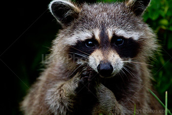 Photo: Raton Laveur 001