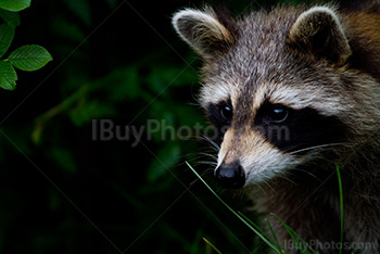 Photo: Raton Laveur 002